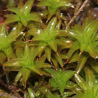 Syntrichia norvegica unspecified picture