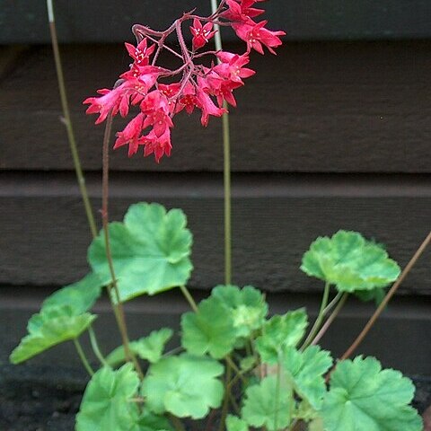 Heuchera sanguinea unspecified picture