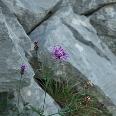 Centaurea incompta unspecified picture