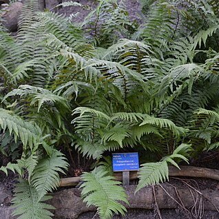 Dryopteris caucasica unspecified picture