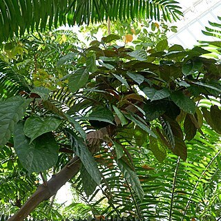 Ficus dryepondtiana unspecified picture