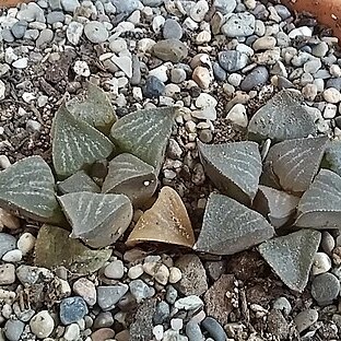 Haworthia magnifica var. obserata unspecified picture