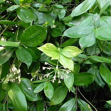 Dracaena surculosa var. maculata unspecified picture