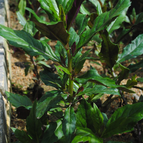 Gynura bicolor unspecified picture