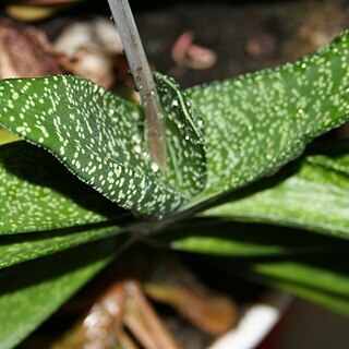 Gasteria carinata var. verrucosa unspecified picture