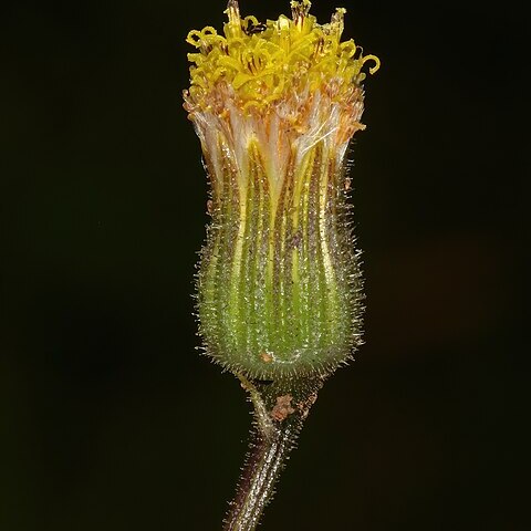 Senecio glanduloso-pilosus unspecified picture