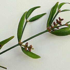 Phoradendron strongyloclados unspecified picture