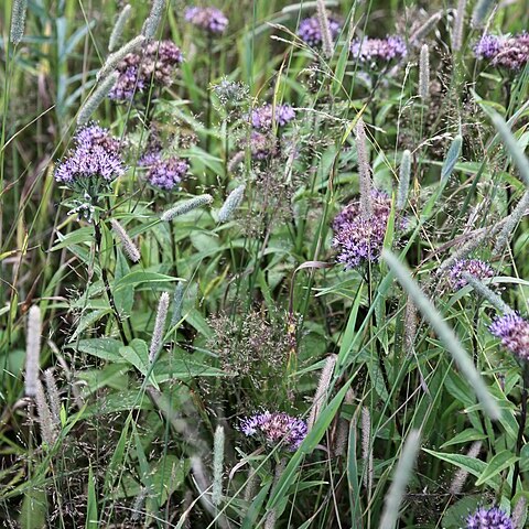 Saussurea acuminata unspecified picture