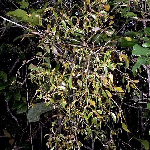 Phoradendron strongyloclados unspecified picture