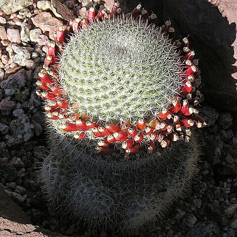 Mammillaria albilanata subsp. oaxacana unspecified picture