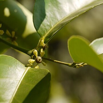 Salacia chinensis unspecified picture