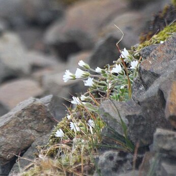 Stellaria crassipes unspecified picture