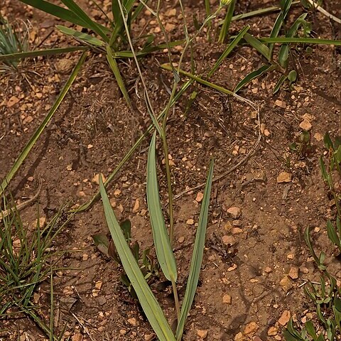 Senecio scitus unspecified picture