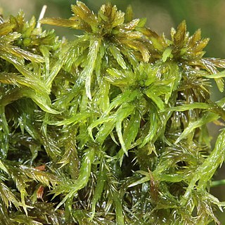 Sphagnum majus unspecified picture