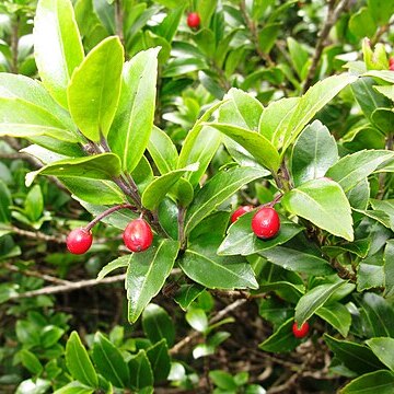 Ilex sugerokii unspecified picture