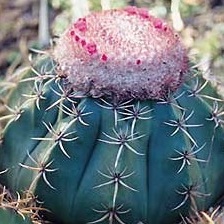 Melocactus braunii unspecified picture