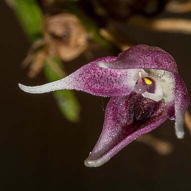 Pleurothallis scoparum unspecified picture