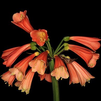 Clivia x nimbicola unspecified picture