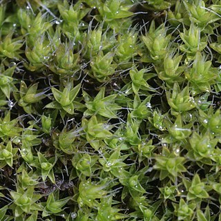 Grimmia laevigata unspecified picture