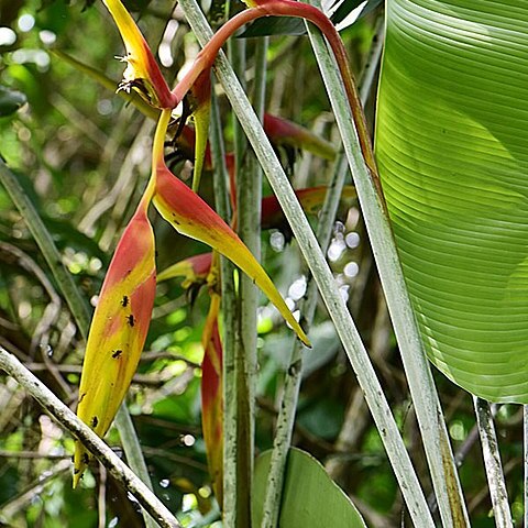 Heliconia platystachys unspecified picture