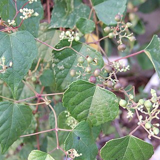 Ampelopsis glandulosa var. hancei unspecified picture