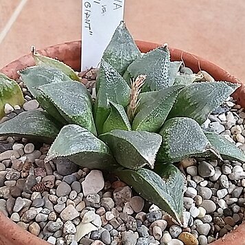 Haworthia mirabilis var. beukmannii unspecified picture