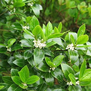 Ilex sugerokii var. brevipedunculata unspecified picture