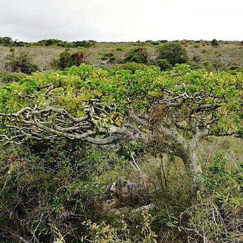 Polyscias rodriguesiana unspecified picture