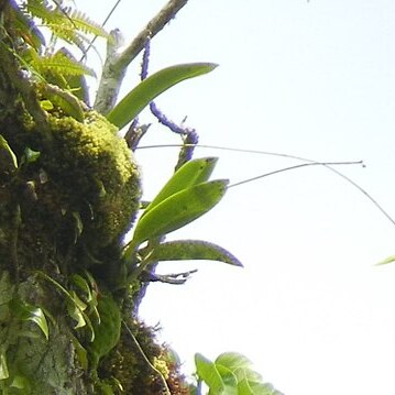 Bulbophyllum guamense unspecified picture