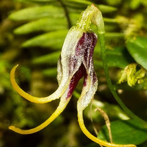 Diodonopsis anachaeta unspecified picture