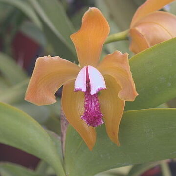 Cattleya porphyroglossa unspecified picture