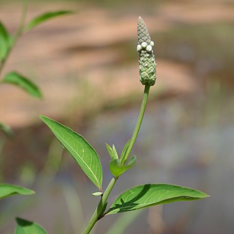 Sphenoclea zeylanica unspecified picture