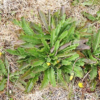 Taraxacum brachyceras unspecified picture