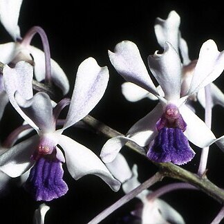 Vanda confusa unspecified picture