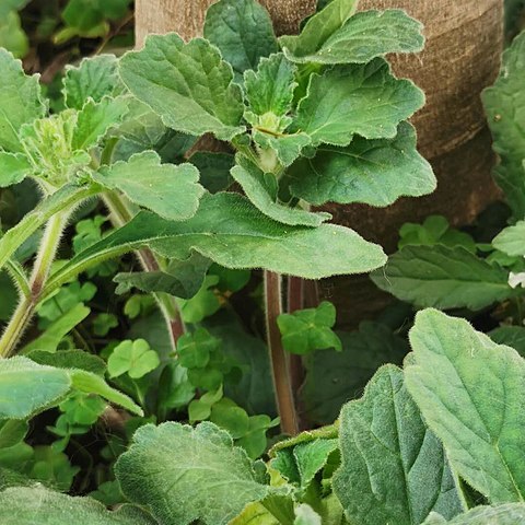 Ajuga taiwanensis unspecified picture