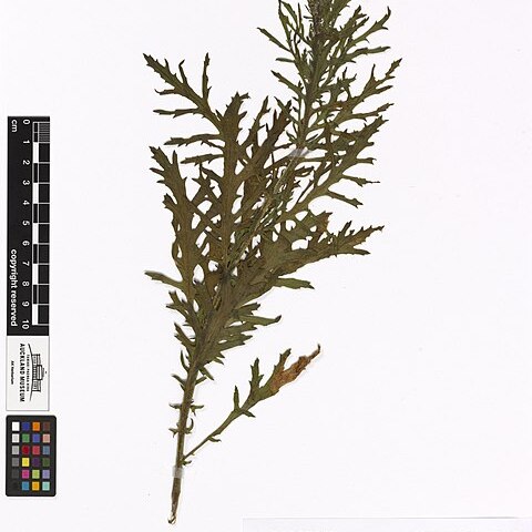 Senecio esleri unspecified picture