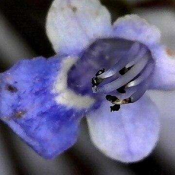 Vitex cofassus unspecified picture