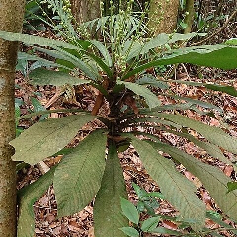 Agrostistachys borneensis unspecified picture