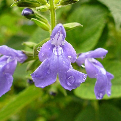 Salvia urica unspecified picture