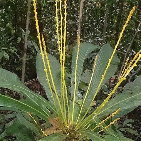 Agrostistachys borneensis unspecified picture