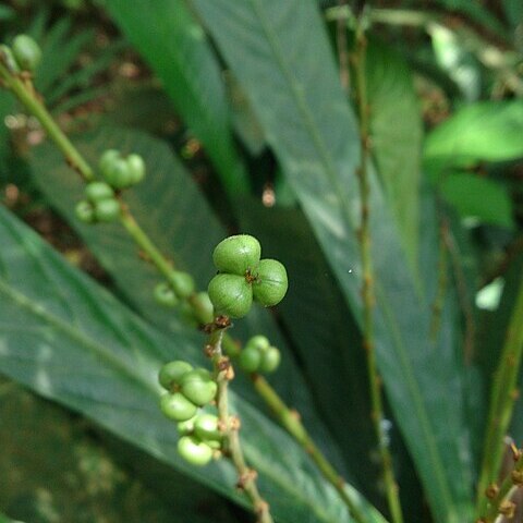 Agrostistachys borneensis unspecified picture