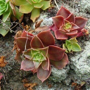 Dudleya stolonifera unspecified picture