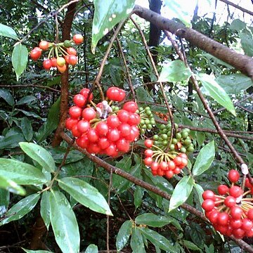 Sorbus insignis unspecified picture