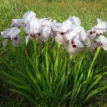 Iris lortetii unspecified picture