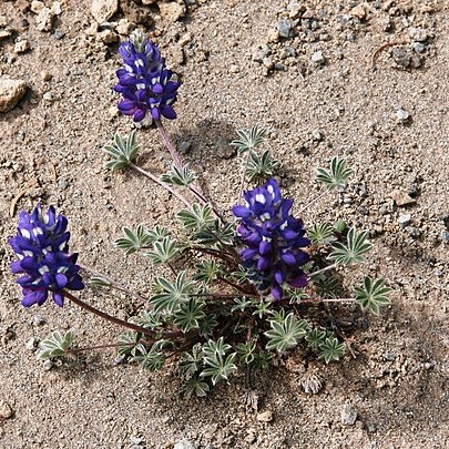 Lupinus lyallii unspecified picture