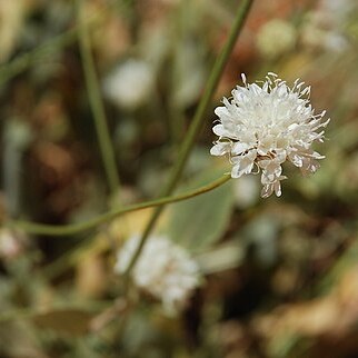 Cephalaria stellipilis unspecified picture