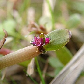 Rotala indica unspecified picture