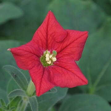 Petunia exserta unspecified picture