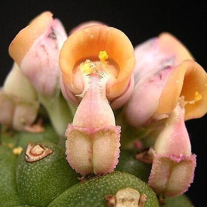 Euphorbia ritchiei subsp. marsabitensis unspecified picture