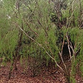 Leptospermum madidum unspecified picture